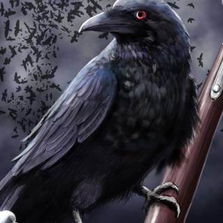 Crow wallpaper HD