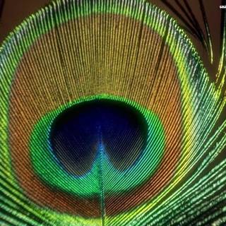 Beautiful peacock feather wallpaper