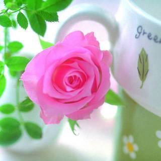 Flower love wallpaper