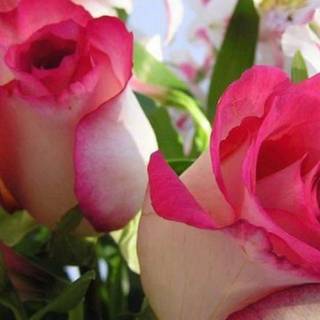 Flower love wallpaper