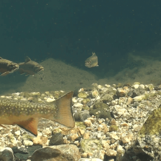 Speckled trout wallpaper