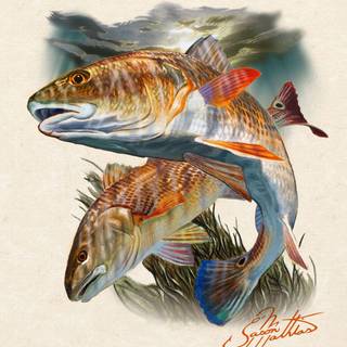 Speckled trout wallpaper