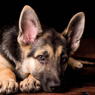 German Shepherd puppies wallpaper