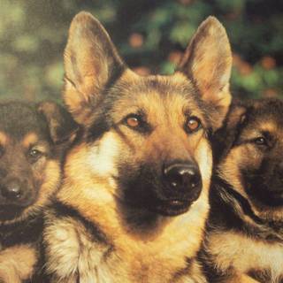 German Shepherd puppies wallpaper
