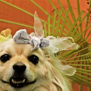 Flirty wallpaper free