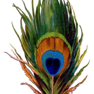 Wallpaper of peacock feather