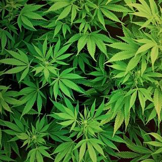Marijuana background