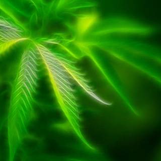 Cannabis wallpaper 3d