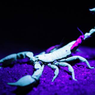 Blue scorpion wallpaper