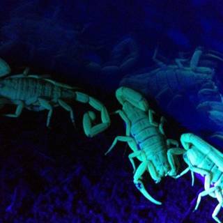 Blue scorpion wallpaper