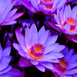 Red lotus flower wallpaper