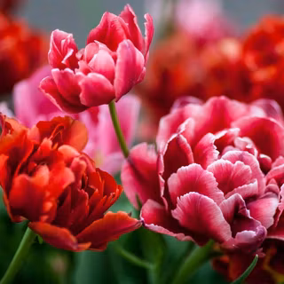 Red lotus flower wallpaper