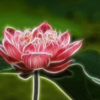 Red lotus flower wallpaper