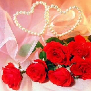 Rose wallpaper download