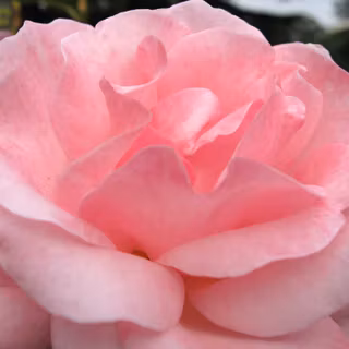 Rose wallpaper download