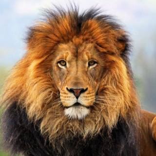 Lion face HD wallpaper