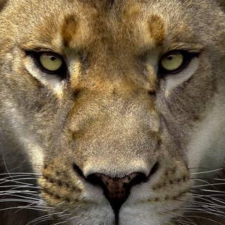 Lion face HD wallpaper