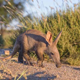 Aardvark wallpaper