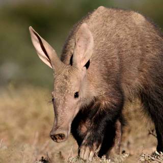 Aardvark wallpaper