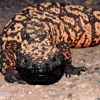 Gila monster wallpaper