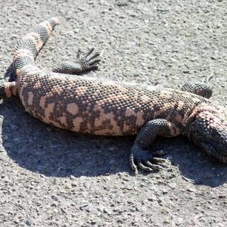 Gila monster wallpaper