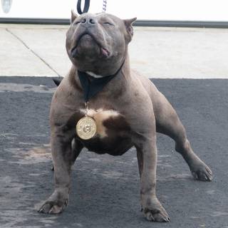 American pitbull wallpaper