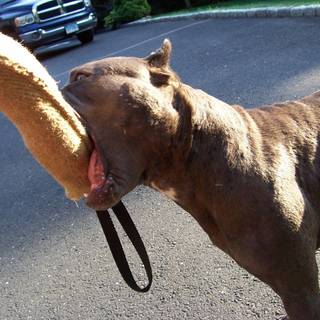 American pitbull wallpaper