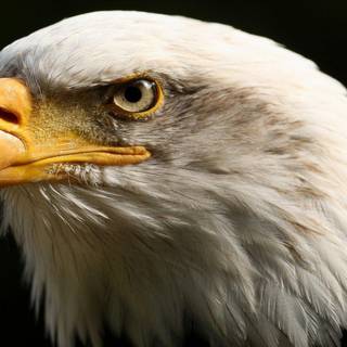 Eagle wallpaper