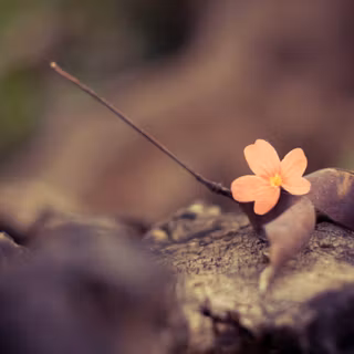 Flower wallpaper vintage