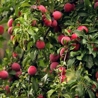 Fruits tree wallpaper