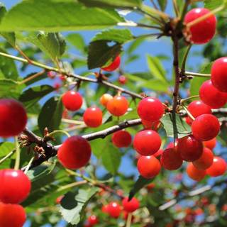 Fruits tree wallpaper