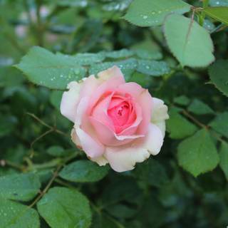 Single rose wallpaper