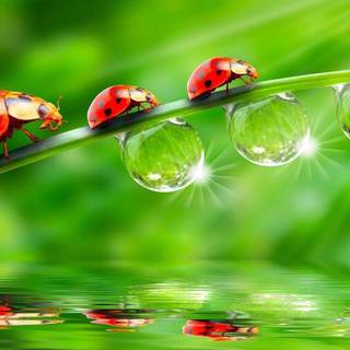 HD wallpaper water drops
