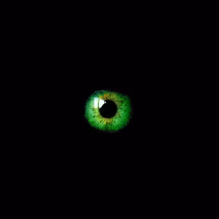 Green black wallpaper