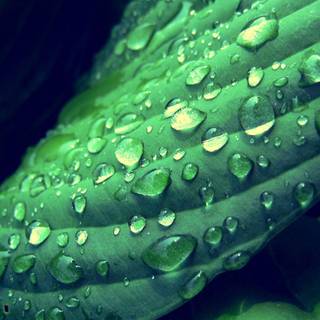 Fullscreen wallpaper