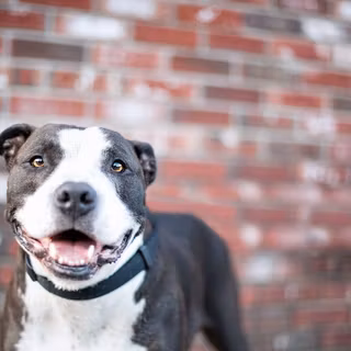 Pitbull dogs Wallpaper