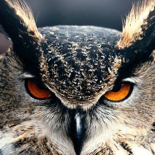 Owl wallpaper for android