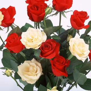 Red and white rose wallpaper