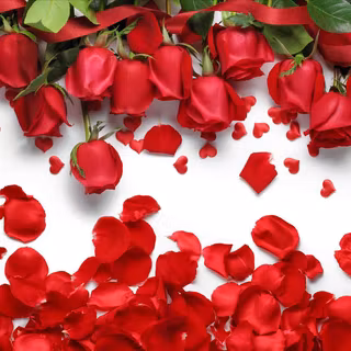 Red and white rose wallpaper