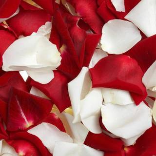 Red and white rose wallpaper