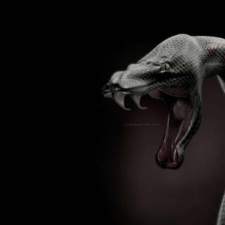 Viper snake head wallpaper
