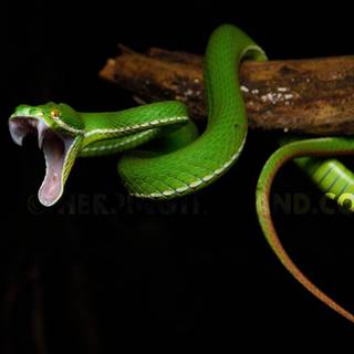 Viper snake head wallpaper