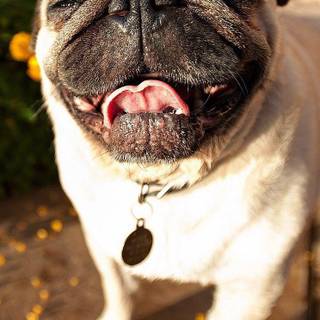 Vodafone dog HD mobile HD wallpaper