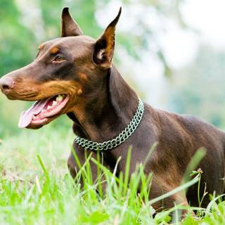Doberman dog wallpaper