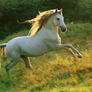Horse HD wallpaper
