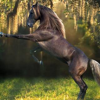 Horse HD wallpaper