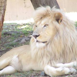 White lion HD wallpaper