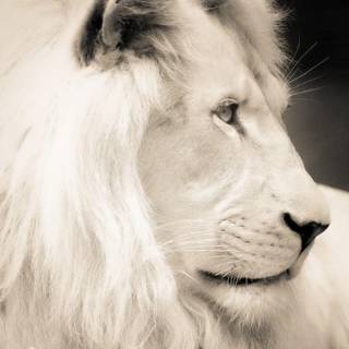 White lion HD wallpaper