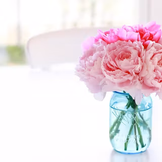 Peony wallpaper desktop