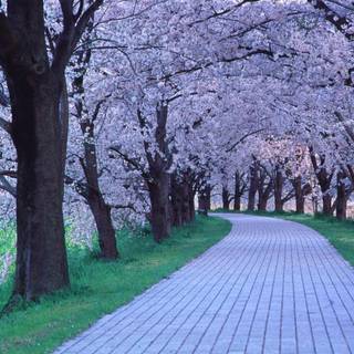 Wallpaper fullscreen